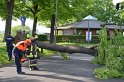 Baum auf Fahrbahn Koeln Deutz Alfred Schuette Allee Mole P550